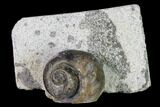 Ordovician Gastropod Fossil - Morocco #164073-1
